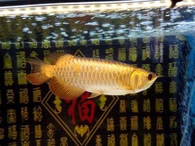 觀賞魚(yú)進(jìn)口祥龍魚(yú)場(chǎng)：馬來(lái)西亞祥龍魚(yú)場(chǎng) 龍魚(yú)百科 第1張