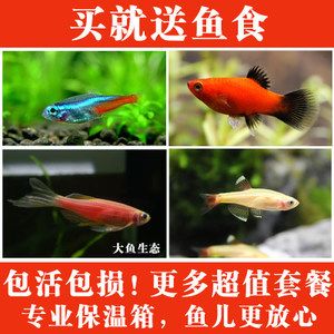 常見淡水觀賞魚的種類和特點(diǎn)有哪些：常見淡水觀賞魚的種類和特點(diǎn) 龍魚百科 第1張