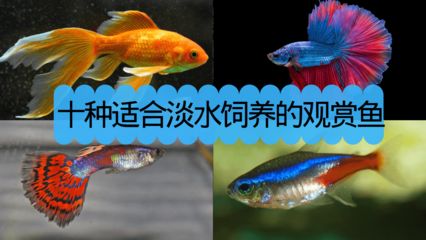 常見淡水觀賞魚的種類和特點(diǎn)有哪些：常見淡水觀賞魚的種類和特點(diǎn) 龍魚百科 第2張