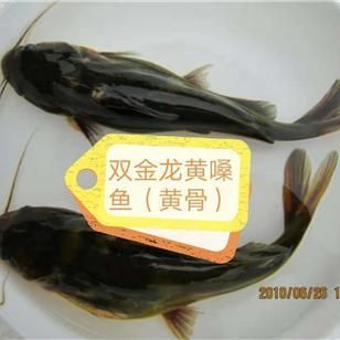 金龍魚苗好養(yǎng)嗎怎么養(yǎng)的：金龍魚苗好養(yǎng)嗎怎么養(yǎng)