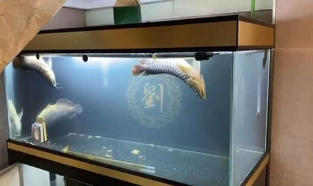 龍魚喂完食趴缸：龍魚喂完食后趴缸可能由以下幾個原因引起龍魚恢復健康 龍魚百科