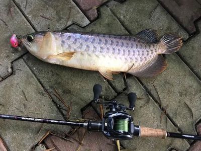 龍魚的水溫大約多少度最好釣魚：龍魚的水溫大概多少度最好釣魚