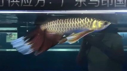 變異鳳凰龍魚：變異鳳凰龍魚是一種罕見的魚類品種 龍魚百科 第3張