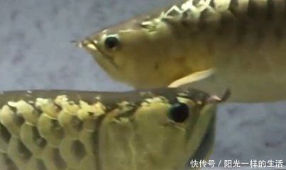 金龍魚繁殖技術(shù)：金龍魚的繁殖技術(shù)