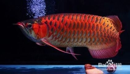 金龍魚受到驚嚇拒食怎么辦：金龍魚受到驚嚇拒食怎么辦金龍魚受到驚嚇拒食怎么辦