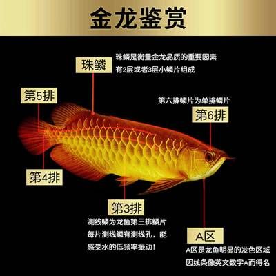 紅龍魚幼苗和金龍魚幼苗區(qū)別在哪：紅龍魚幼苗和金龍魚幼苗在外觀上有幾個明顯的區(qū)別 龍魚百科 第2張