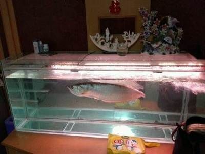 天津哪里買龍魚便宜又好：天津哪里買龍魚便宜又好吃 龍魚百科 第1張