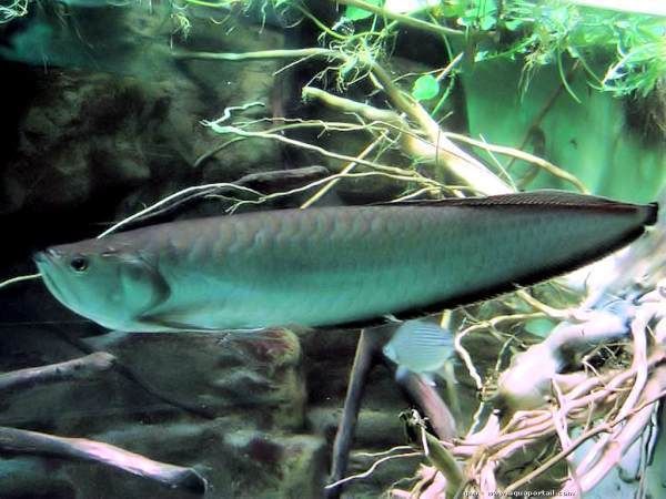 巨骨舌魚和龍魚是一種魚嗎：巨骨舌魚和龍魚并不是同一種魚，它們屬于骨舌魚科的不同