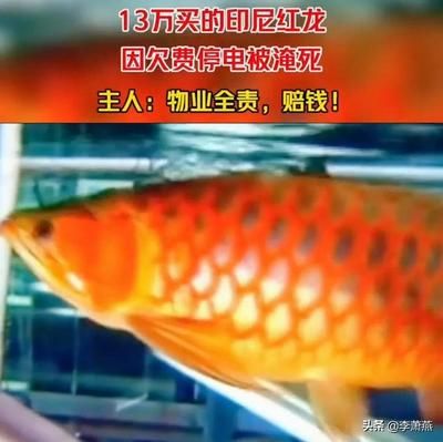 紅龍魚(yú)多長(zhǎng)時(shí)間喂一次最好：紅龍魚(yú)的喂食頻率取決于其年齡和大小