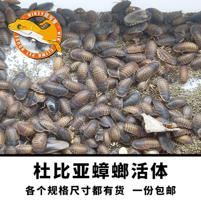 金龍魚飼料可以喂龜嗎？：金龍魚飼料可以喂給龜嗎？ 龍魚百科 第3張