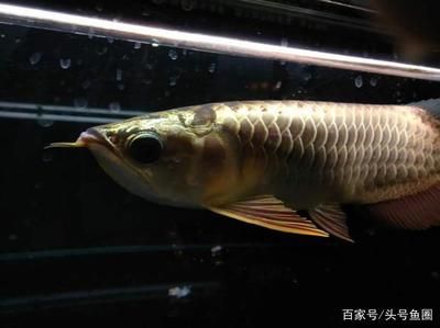 像小龍一樣的魚白色是什么魚：像小龍一樣的白色是什么魚 龍魚百科 第3張