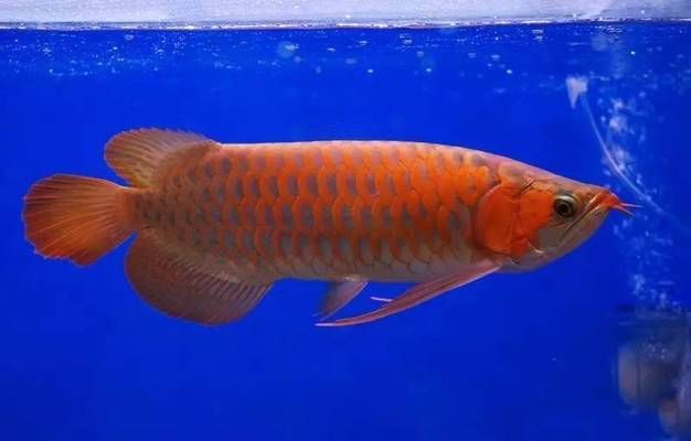 龍魚入缸第一天就吃食了會死嗎：龍魚入缸第一天吃食會導致死亡嗎，龍魚入缸第一天吃食會死嗎