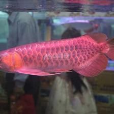 怎樣挑選紅龍魚幼魚：怎樣挑選紅龍魚幼魚，