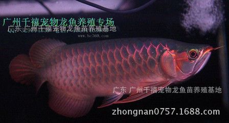 養(yǎng)小紅龍魚注意事項(xiàng)和禁忌是什么：養(yǎng)小紅龍魚注意事項(xiàng)和禁忌 龍魚百科 第3張