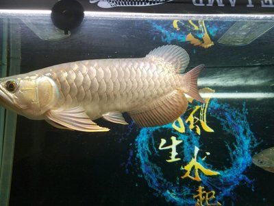 龍魚 電費：養(yǎng)龍魚電費支出 龍魚百科 第3張