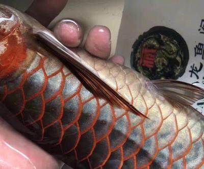 龍魚 電費：養(yǎng)龍魚電費支出 龍魚百科 第2張