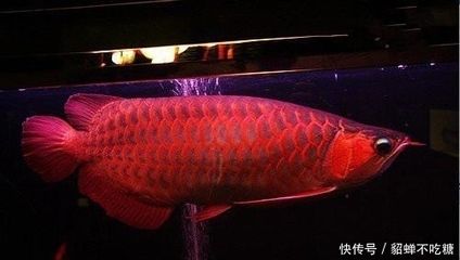 世界上最貴的龍魚是什么魚：世界上最貴的龍魚是什么魚，其價格曾達(dá)到500萬人民幣 龍魚百科 第2張