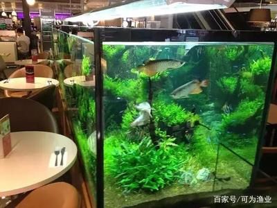 龍魚地缸：養(yǎng)龍魚地缸尺寸要求、水質管理、飼養(yǎng)注意事項以及飼養(yǎng)注意事項