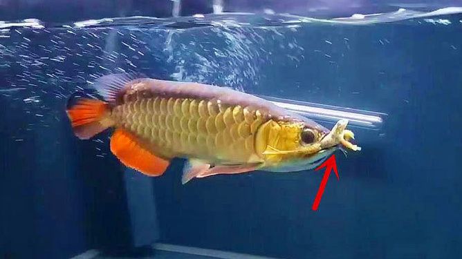 龍魚很兇猛嗎為什么：為什么龍魚很兇猛？