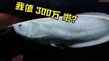 龍魚(yú)價(jià)格下跌了嗎最近新聞：龍魚(yú)價(jià)格下跌了嗎 龍魚(yú)百科 第1張