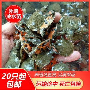 龍魚喂甲魚的好處：龍魚喂食甲魚可以獲得多種營養(yǎng)益處龍魚喂甲魚的好處