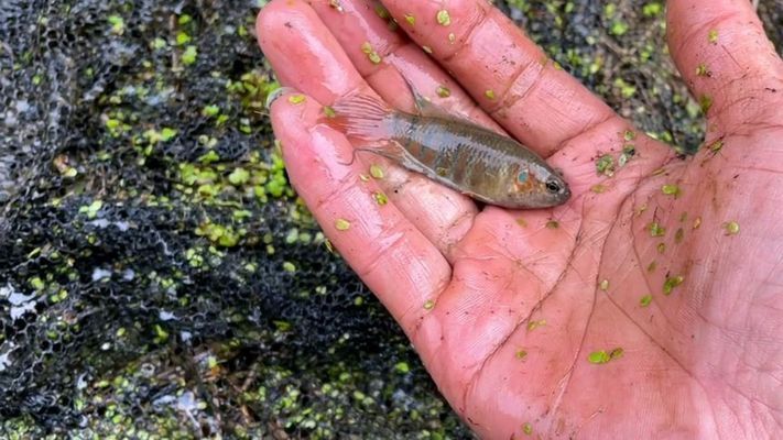 野外雷龍魚怎么抓到：野外捕捉雷龍魚的方法 龍魚百科 第1張