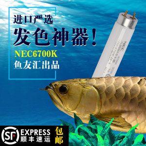 龍魚燈2700K跟6700K哪個好：龍魚燈2700k和6700k哪個好 龍魚百科 第3張