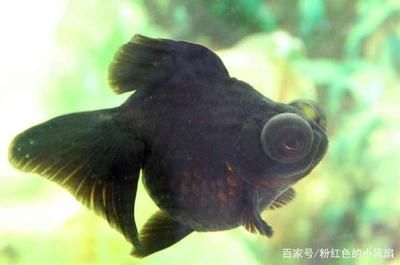 最漂亮的金龍魚：如何挑選最漂亮的金龍魚