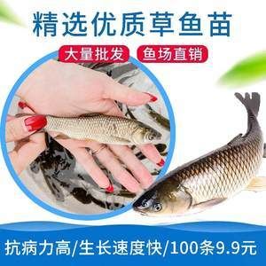 龍魚吃飼料長得快嗎為什么：龍魚吃飼料長得快嗎