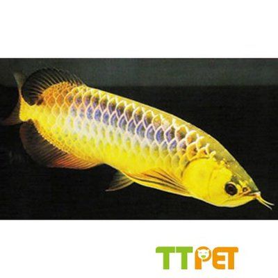 金龍魚(yú)的介紹英文：金龍魚(yú)在英文中被稱(chēng)為asianarowana或dragonfish 龍魚(yú)百科