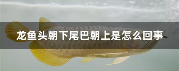 龍魚頭朝下尾巴朝上還能活嗎：龍魚頭朝下尾巴朝上怎么回事