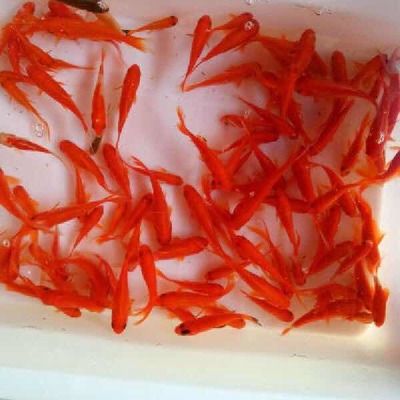 龍魚食物飼料魚冰凍方法有哪些：龍魚食物飼料魚冰凍方法 龍魚百科 第1張