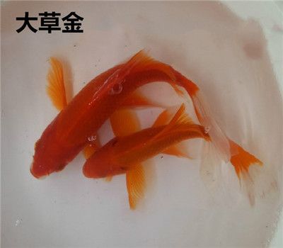 龍魚食物飼料魚冰凍方法有哪些：龍魚食物飼料魚冰凍方法 龍魚百科 第2張