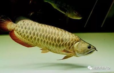 龍魚(yú)適合多大的水流：龍魚(yú)適合多大的水流呢？ 龍魚(yú)百科 第2張