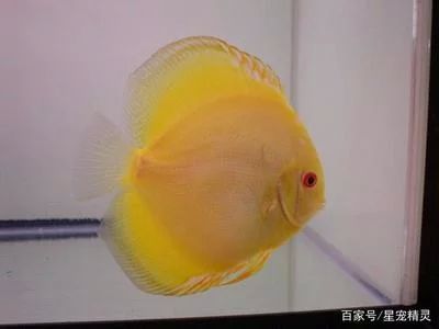 龍魚掉鱗片用什么藥：龍魚掉鱗片用什么藥治療 龍魚百科 第3張