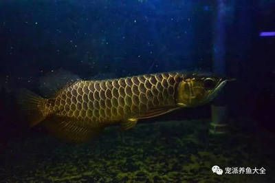 龍魚(yú)幾天能適應(yīng)新環(huán)境：龍魚(yú)幾天適應(yīng)新環(huán)境