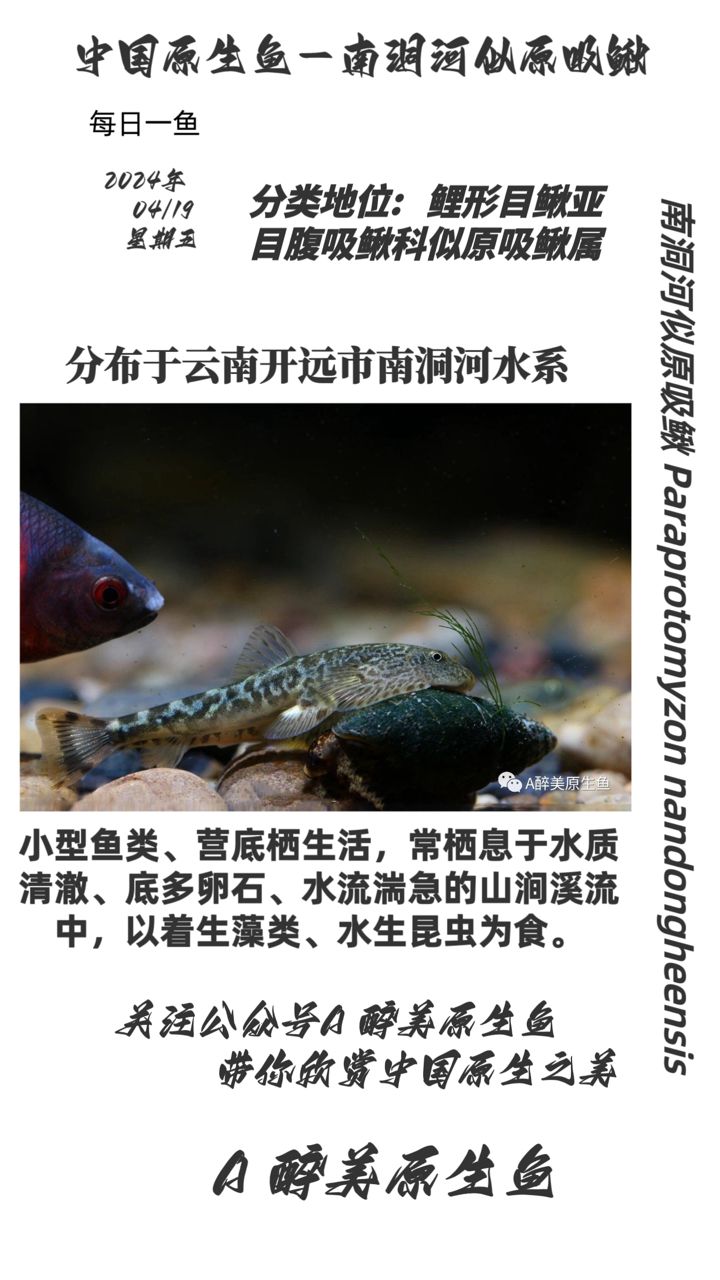 南洞河似原吸鰍：分布在南洞河 觀賞魚(yú)論壇