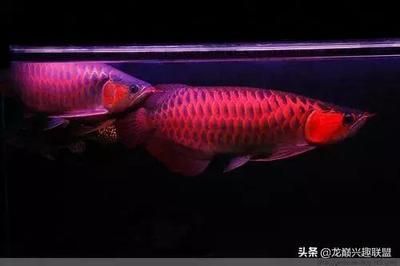 龍魚要死的前兆表現(xiàn)有哪些癥狀：龍魚死亡前兆 龍魚百科