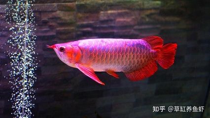 50公分的金龍魚幾天喂一次食：50公分的金龍魚喂食應(yīng)該遵循“少食多餐”原則 龍魚百科 第2張