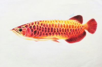 如何畫龍魚：彩鉛畫龍魚怎么畫？ 龍魚百科 第2張