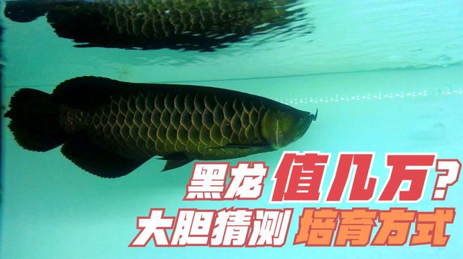 純黑龍魚(yú)：純黑色金龍魚(yú)是一種非常罕見(jiàn)的觀(guān)賞魚(yú)