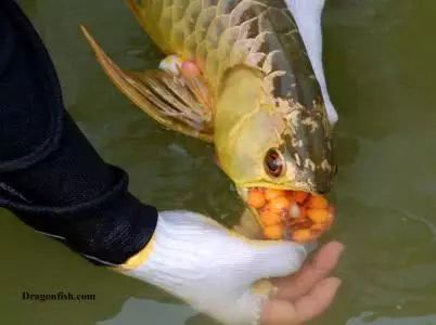 龍魚產(chǎn)卵什么寓意：龍魚產(chǎn)卵什么寓意龍魚產(chǎn)卵什么寓意