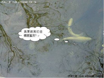 金龍魚用什么釣：《創(chuàng)造與魔法》金龍魚怎么釣 龍魚百科 第3張