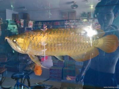 金龍魚中的極品是什么：金龍魚品牌介紹 龍魚百科 第3張