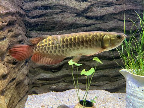 野生金龍魚能長多大的魚：野生金龍魚可以長多大的魚？ 龍魚百科 第1張