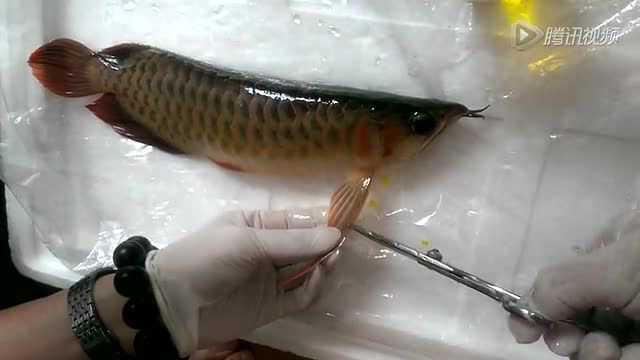 怎么讓龍魚長鰭變短：如何使龍魚的長鰭變短 龍魚百科 第2張