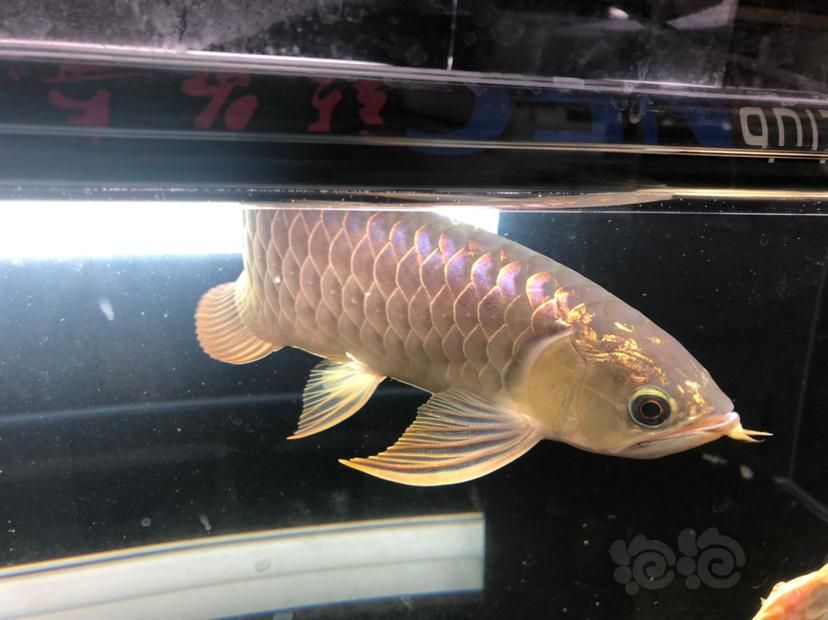 金龍魚(yú)嘴上長(zhǎng)個(gè)泡泡是怎么回事：金龍魚(yú)嘴上長(zhǎng)泡泡可能是由多種原因引起的