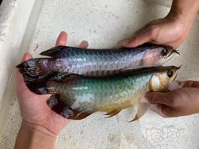 龍魚(yú)配魚(yú)底層魚(yú)：如何選擇適合與龍魚(yú)混養(yǎng)的底層魚(yú)