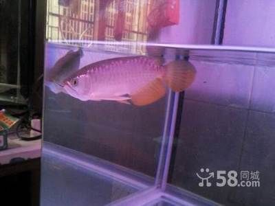 20公分龍魚適合多大缸：20公分長的金龍魚適合多大的魚缸？ 龍魚百科 第2張