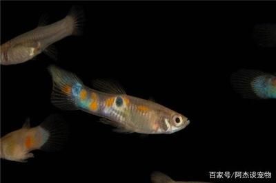 龍魚不吃食物咋辦：當(dāng)龍魚拒食時需要從以下幾個方面進(jìn)行排查和處理 龍魚百科 第2張